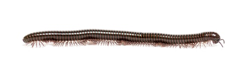 Preview: Side view of a Ghana speckled leg millipede crawling, Telodeinopus autii, isolated on white