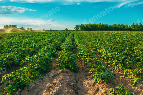 Preview: Agricultural irrigation of cultivated potato crops on plantation field