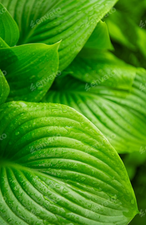Preview: Green leaves with water drops from rain