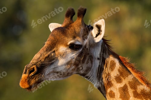 Preview: Giraffe portrait, Kruger National Park, Africa