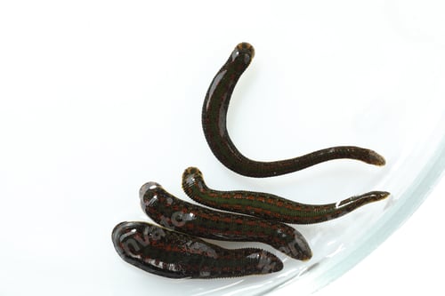 Preview: Medicinal leeches in Petri dish isolated on white, top view
