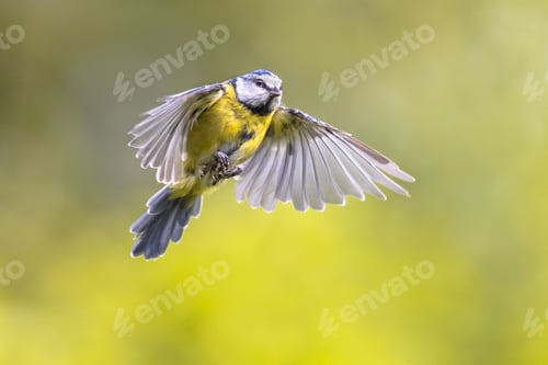 Preview: Flying bird on bright green background