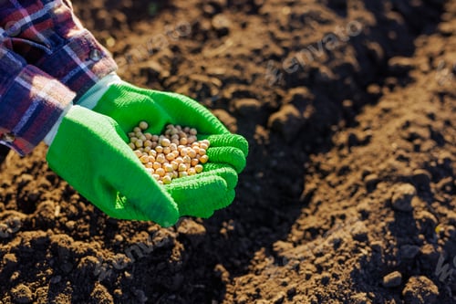 Preview: farmer holds soybeans in his hands against the background of the earth, plants soybean