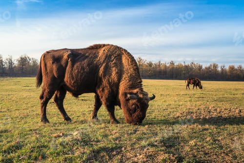 Preview: aurochs
