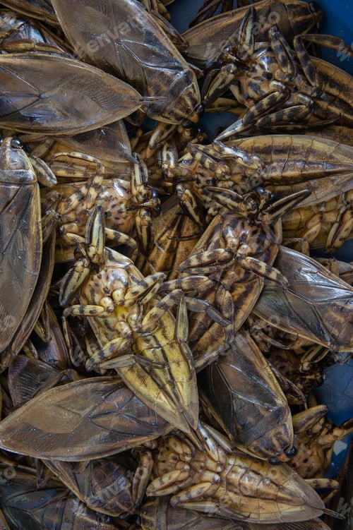 Preview: Giant Water Bug