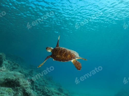 Preview: Green sea turtle from Cyprus