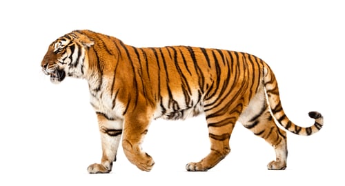 Preview: Tiger isolated