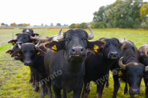 Preview: Gang of black Italian Mediterranean Buffaloes looking into the camera on a meadow field