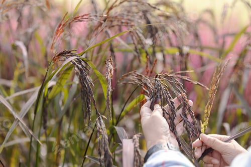 Preview: Rice berry on farmer hand.