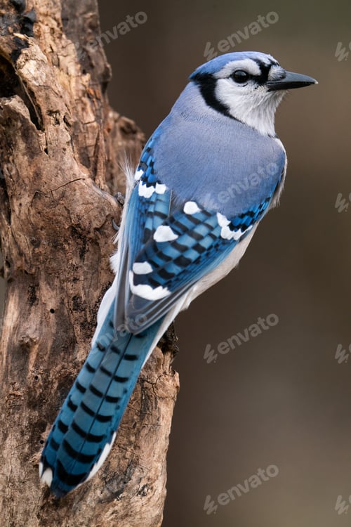 Preview: Blue Jay