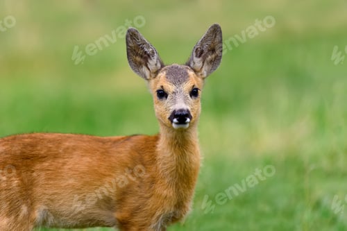 Preview: Baby roe deer on summer meadow