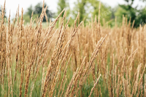 Preview: Close Up Of Golden Dry Grass Stalks Waving Gently In Summer Field Against Soft Green Background