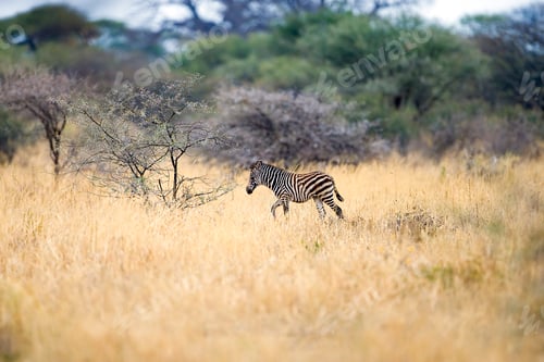 Preview: Baby Zebra alone in Africa