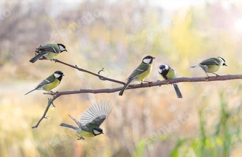 Preview: Several Great tit on branch on blurred background
