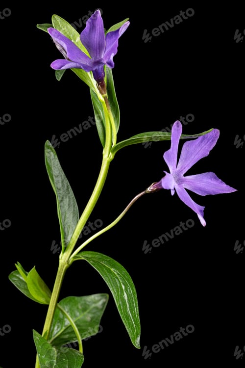Preview: Blue flower of periwinkle, lat. Vinca, isolated on black background