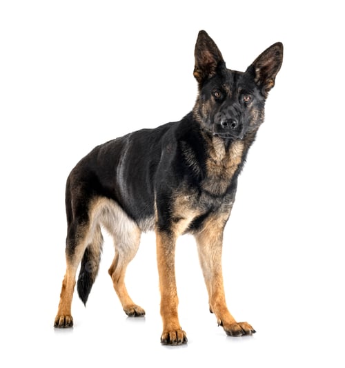 Preview: young german shepherd