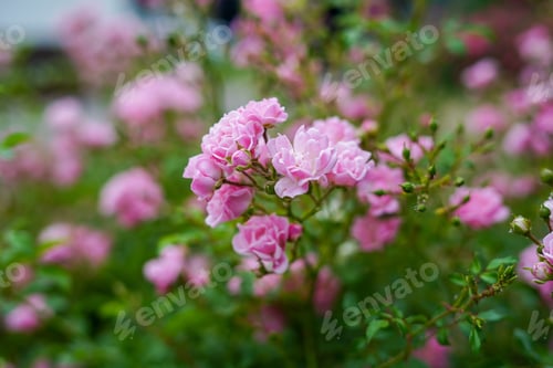 Preview: Rose flower on background blurry pink roses flower in the garden of roses. Nature.