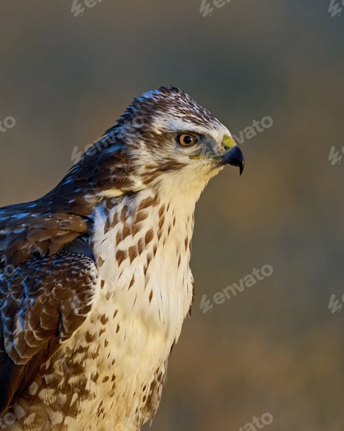 Preview: Common buzzard (Buteo buteo)