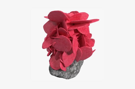 Preview: Layered petals on weathered rock