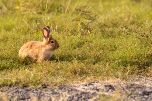 Preview: bunny Easter fluffy baby rabbit or new born rabbit. baby cute rabbit