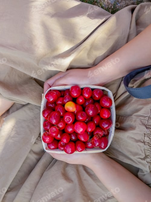 Preview: Fresh Cherries in Hands Outdoor Setting