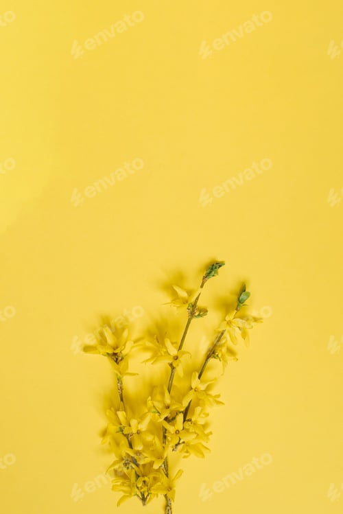 Preview: A blooming yellow forsythia branch on a yellow background. Spring card for Easter or Mother's Day