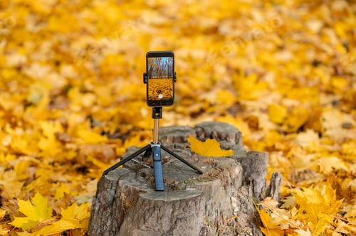 Preview: Autumn photography concept - tripod with smartphone on old tree stump among yellow leaves
