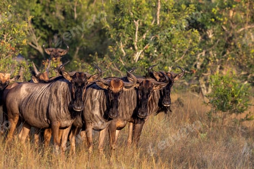 Preview: Wildebeest, Connochaetes Taurinus, small herd of wildebeest standing in grass.