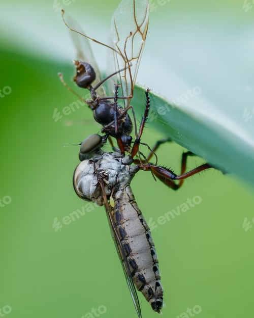 Preview: robberfly