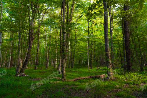 Preview: Fallen dry tree in the green forest
