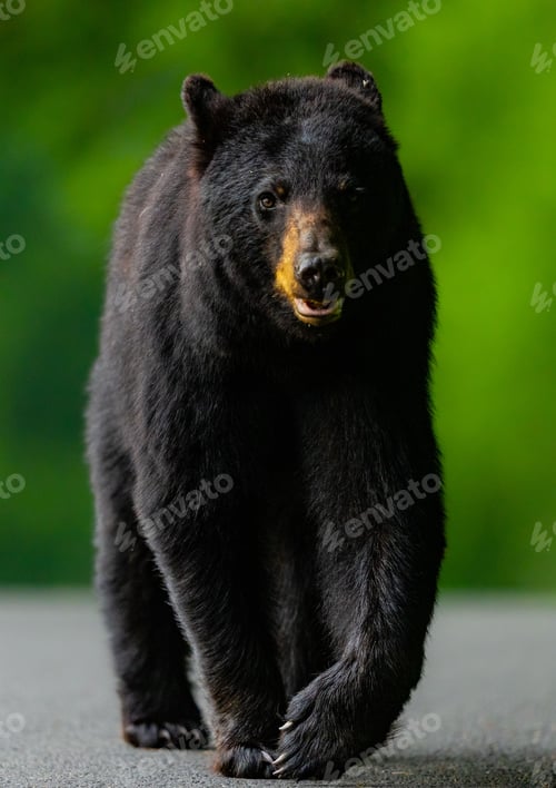 Preview: Vertical shot of a Louisiana black bear in a green blurry background