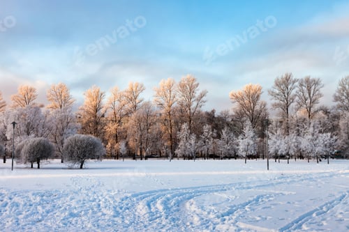 Preview: Cold snowy landscape in a park on a bright Winter day
