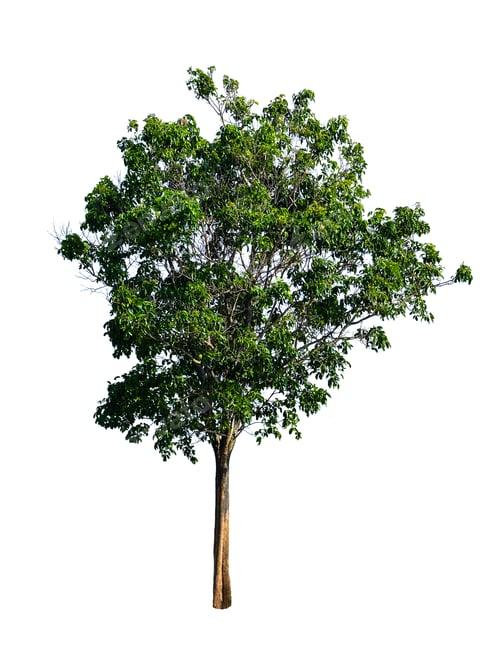 Preview: Tree isolated on white background.