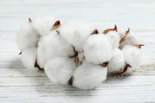 Preview: Fluffy cotton flowers on white wooden background, closeup