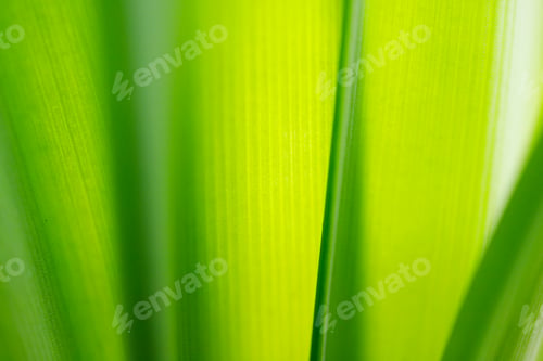 Preview: Close up shot of a green leaf background.