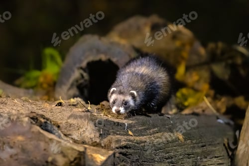 Preview: Polecat near burrow at night