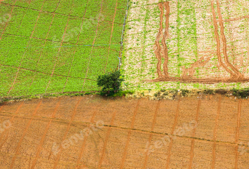Preview: Top view. A farmer standing in his cornfield at sunset