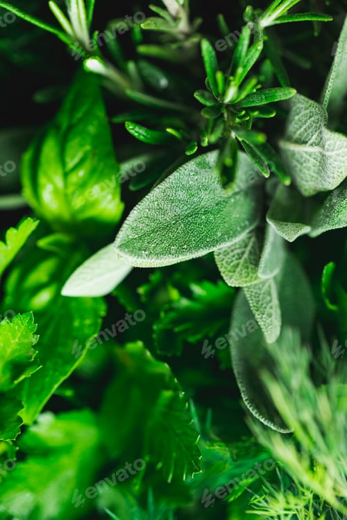 Preview: Macro photography of kitchen herbs like sage, rosemary, parsley, dill and basil.