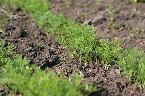 Preview: rows of fresh young dill on the field