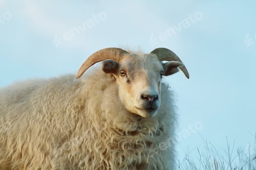 Preview: Majestic Sheep Posing in Pasture on Sunny Day