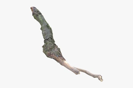 Preview: Realistic Forest Branch with Moss