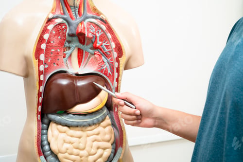 Preview: Student teenage learning anatomy biology with human body model in classroom at high school.