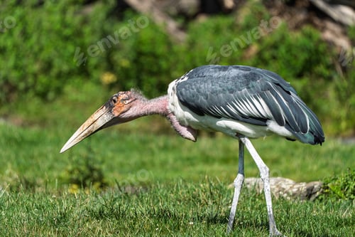 Preview: Marabou Stork in Natural Habitat A Majestic Bird in the African Savannah Landscape