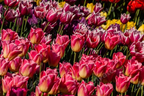 Preview: Macro multi-colored tulips on a background of green grass