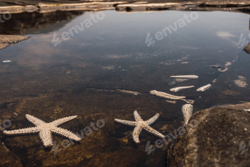 Preview: Closeup shot of Echinoderm Starfishes in water