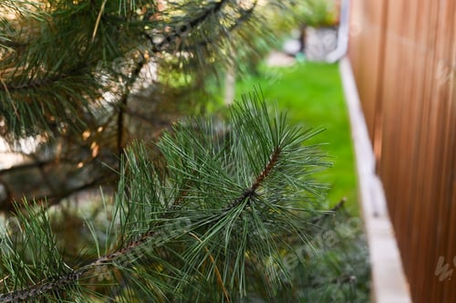Preview: lush branches of a pine tree with long green needles
