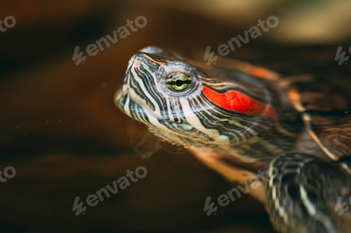 Preview: Small Red-ear Turtles Swiming In Pond