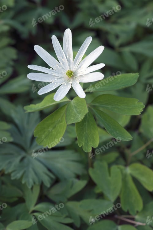 Preview: Radde'S Anemone (Anemone Raddeana). Another Scientific Name Is Anemonoides Raddeana.