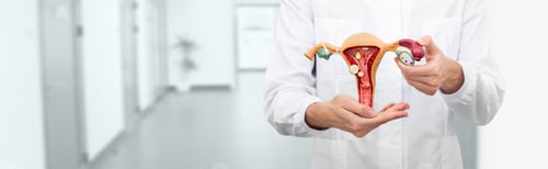 Preview: Gynecology concept, diagnostic and medical care of gynecological disease. Gynecologist holding