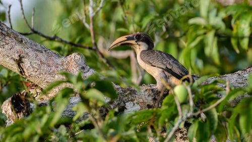 Preview: Beautiful gray hornbill bird perch on a mango tree in the morning.